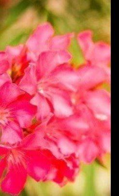 Pink flowers in the sunshine