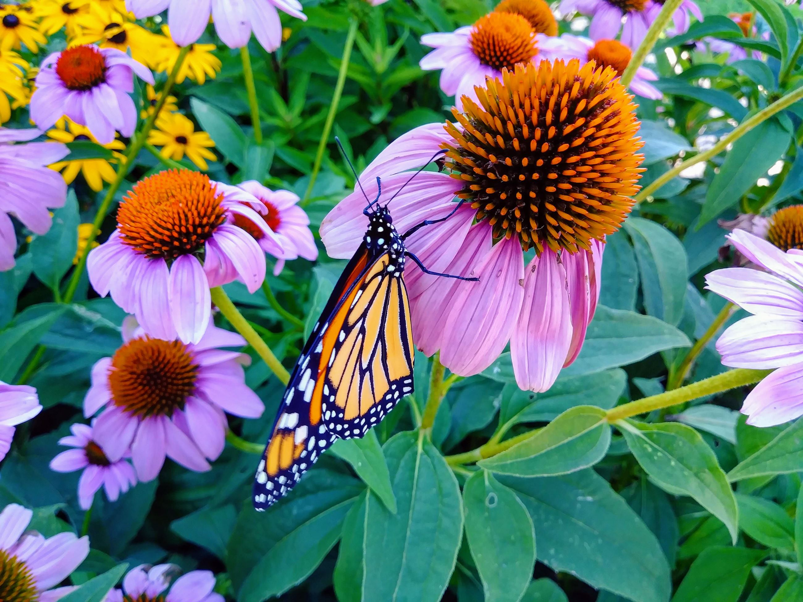 2018 pretty butterfly